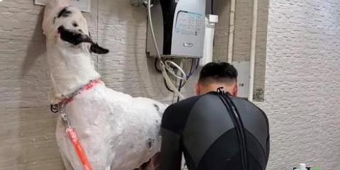 如何成为一名训犬师需要具备那些条件